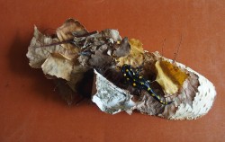 salamander salamander